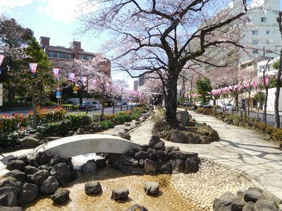 🌸 하리마자카 벚나무 가로수(하리마자카 사쿠라나미키) 이미지 2